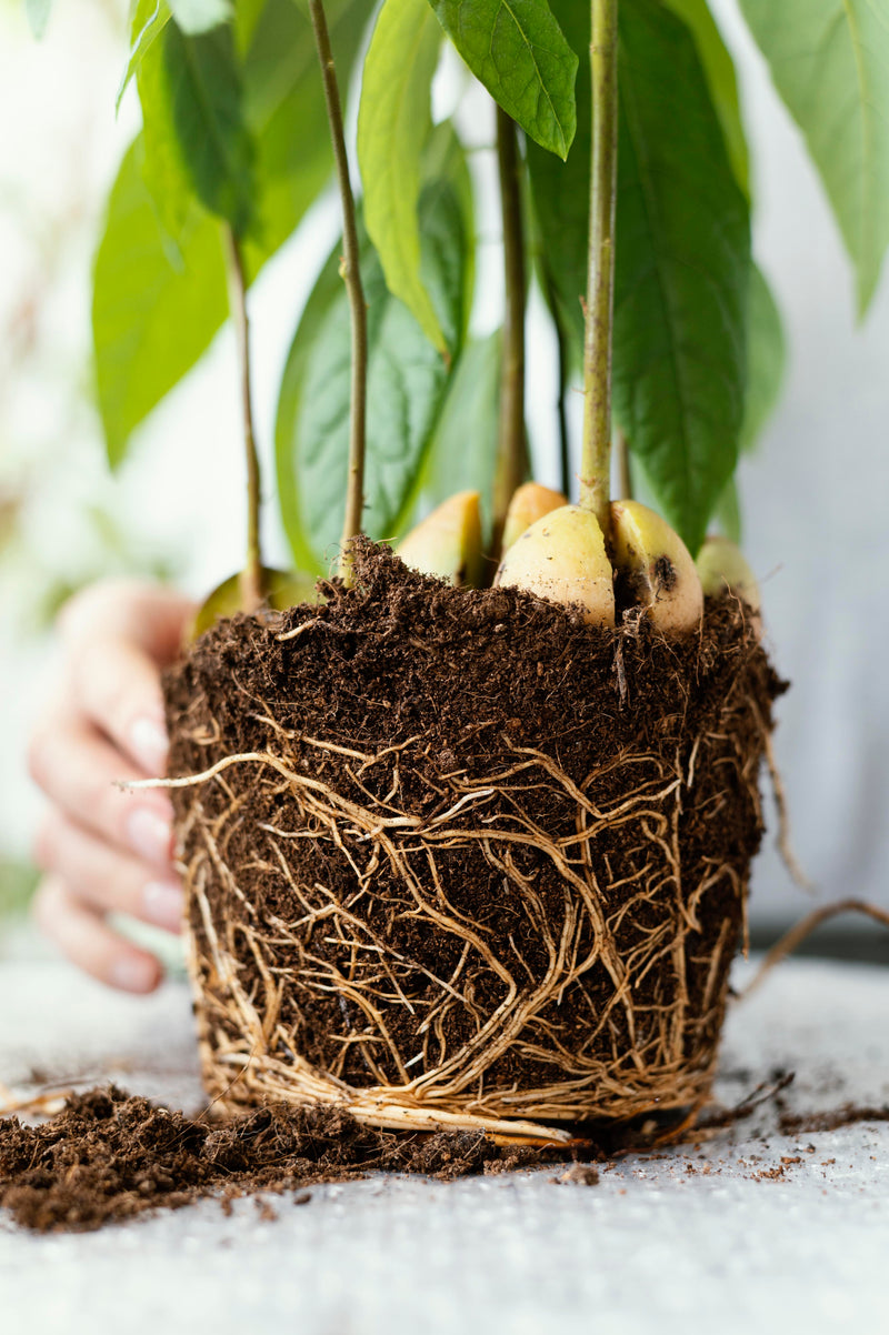 Close-up of plant roots in soil where mycorrhizae colonise