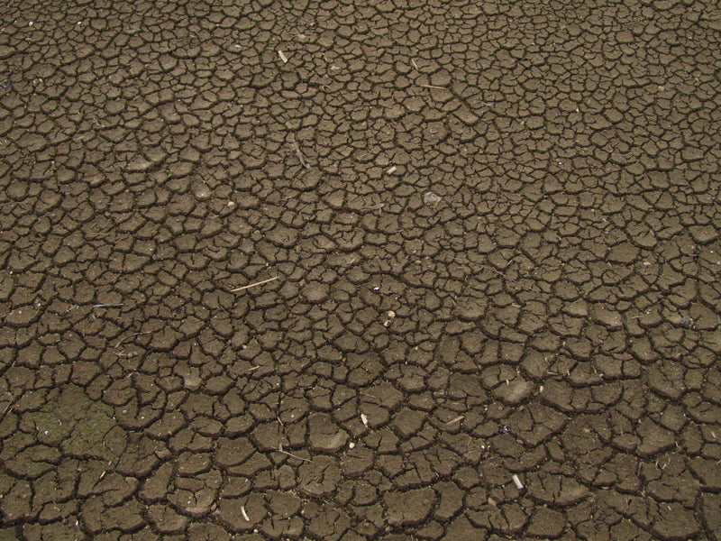 Storm-stressed cracked soil during recovery