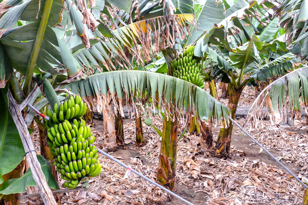 Banana plantation field
