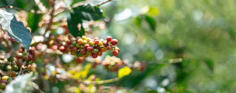 Arabica coffee (Coffea arabica) cherries ripening on the tree