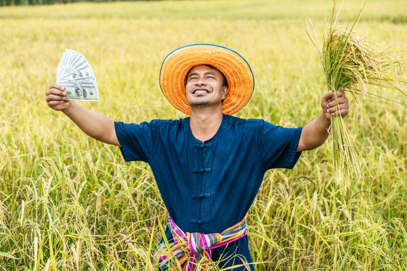 Farmer working in green rice paddy field