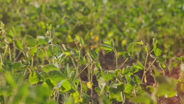 Young soybean legume plants growing in a cultivated field