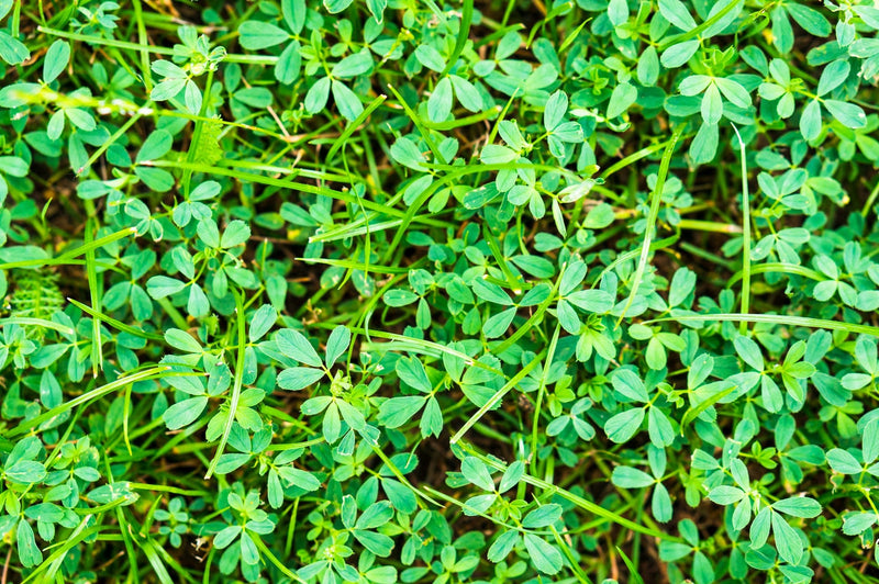 Close-up of trifoliate legume ground cover, similar to Pueraria javanica
