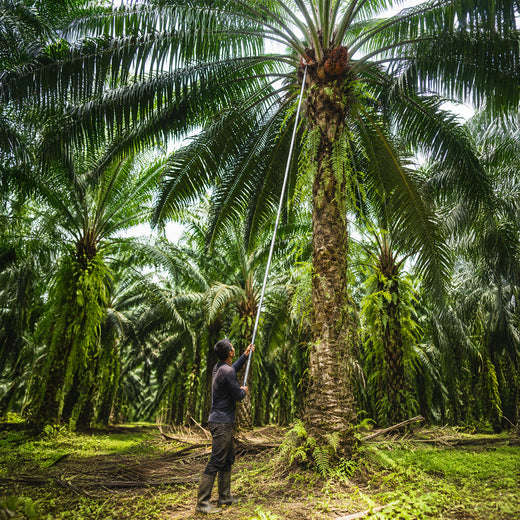 Chemiseed_Oil_Palm_Harvesting_Pole