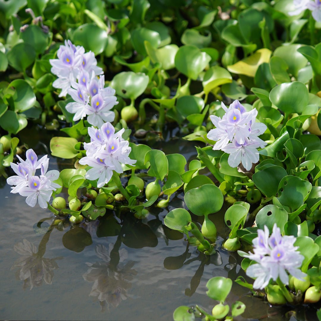 Close-up of water hyacinth plant used as the source material for Hyacinth Plus organic soil amendment