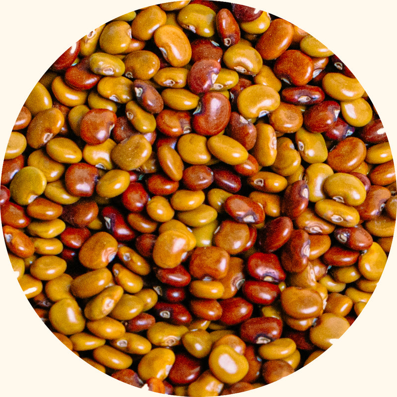 Calopogonium caeruleum cover crop seeds by KudzuSeeds