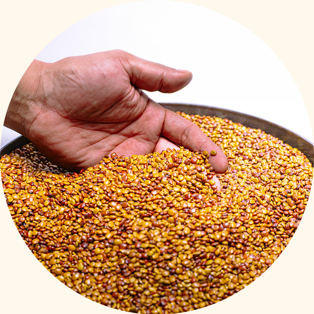 Calopogonium caeruleum (CC)