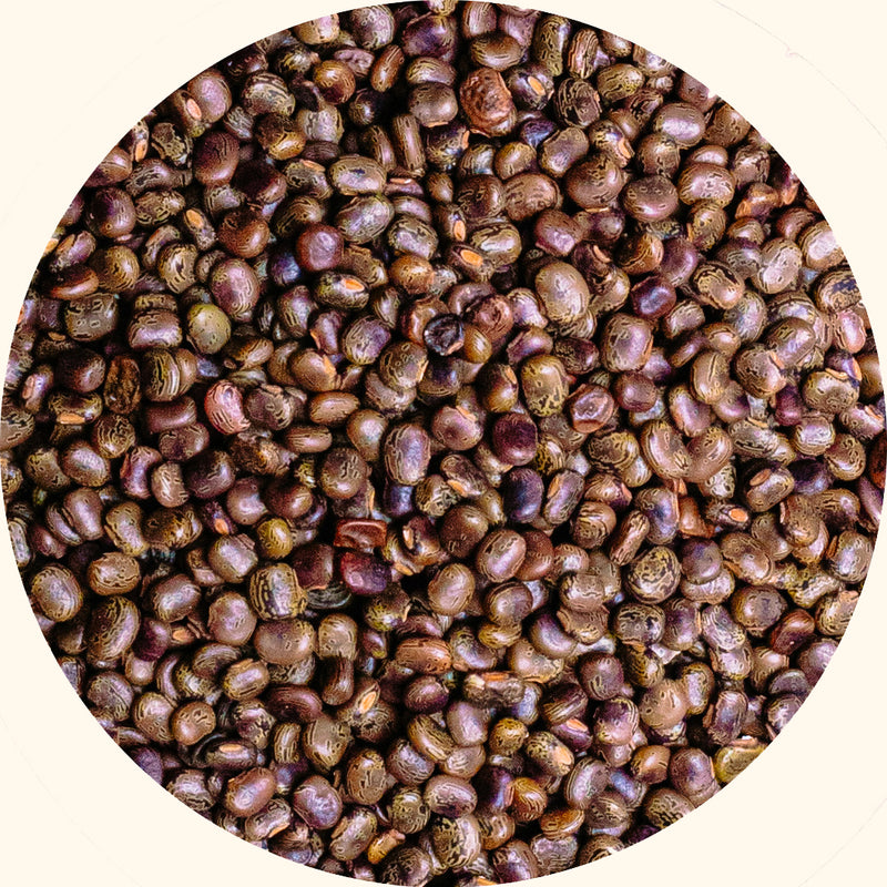 Centrosema pubescens cover crop seeds by KudzuSeeds