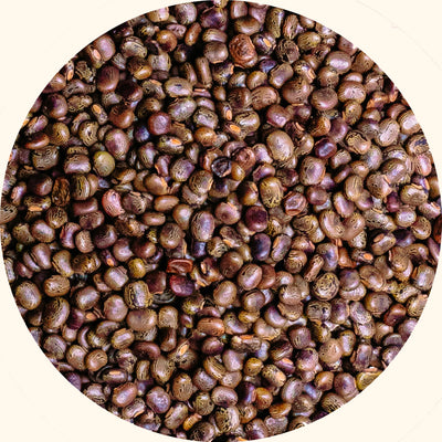 Centrosema pubescens cover crop seeds by KudzuSeeds