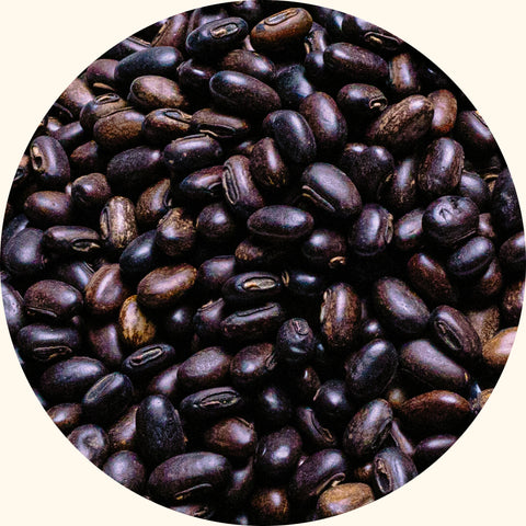 Mucuna bracteata cover crop seeds by KudzuSeeds