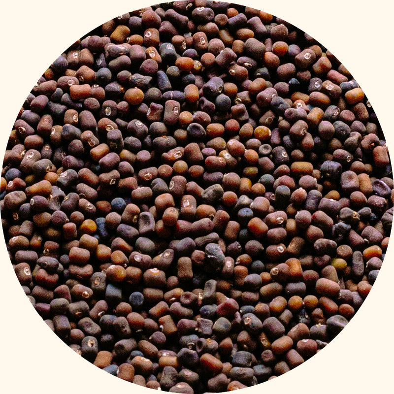 Pueraria javanica cover crop seeds by KudzuSeeds