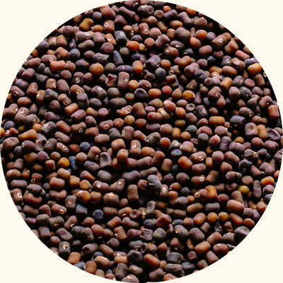 Pueraria javanica cover crop seeds by KudzuSeeds