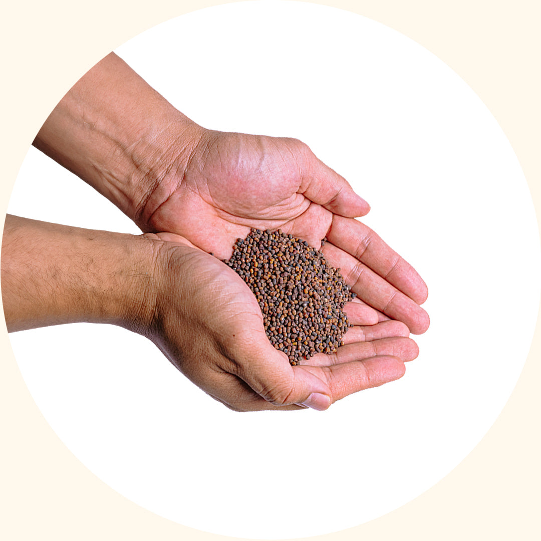 Pueraria javanica (PJ)