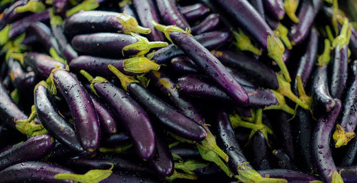 Harvested long, slender, glossy deep-purple eggplants