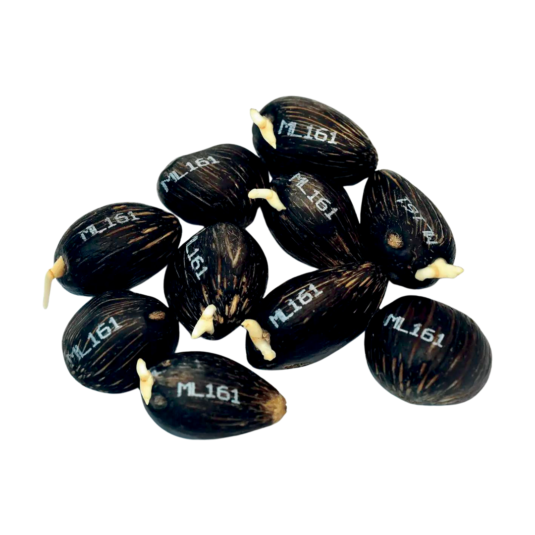 Yangambi (Felda Oil Palm Seed) Kudzuseeds