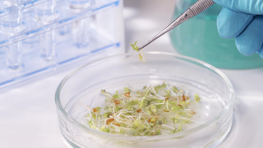 Seed germination test on agricultural grain in a laboratory