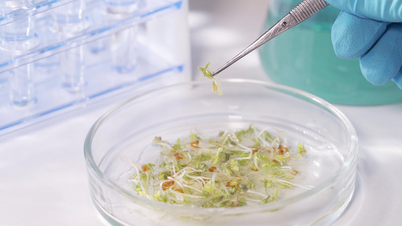 Seed germination test on agricultural grain in a laboratory