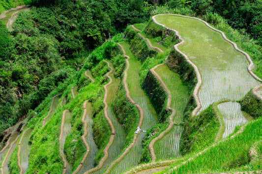 Rice terraces in the Philippines