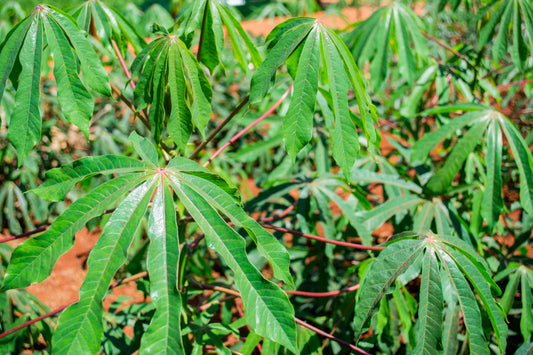 Cassava (Manihot esculenta) plantation at harvest