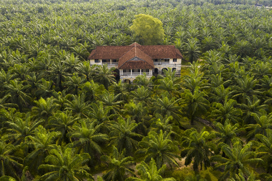 Aerial view of an oil palm plantation in Southeast Asia