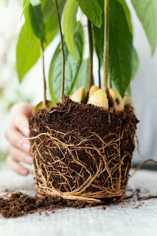 Close-up of plant roots in soil where mycorrhizae colonise