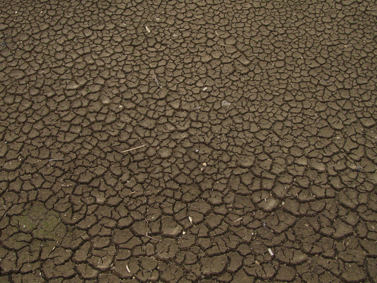 Storm-stressed cracked soil during recovery