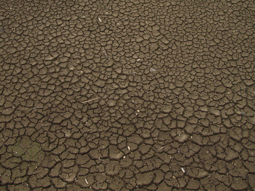 Storm-stressed cracked soil during recovery