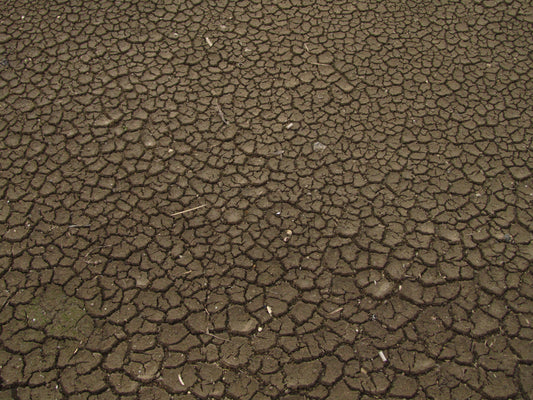 Storm-stressed cracked soil during recovery