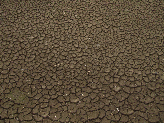 Storm-stressed cracked soil during recovery