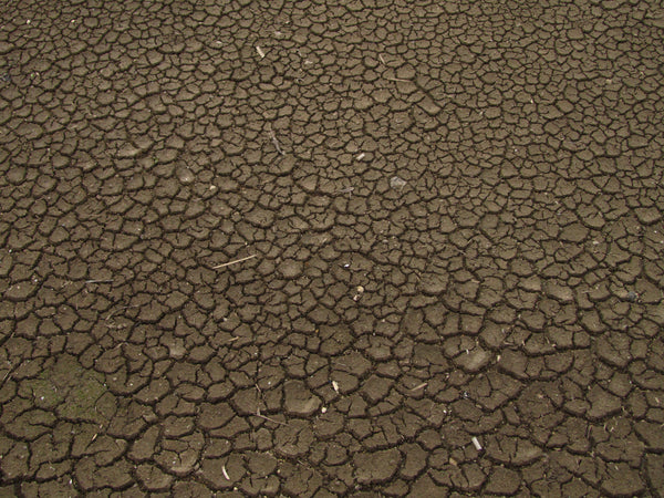 Storm-stressed cracked soil during recovery