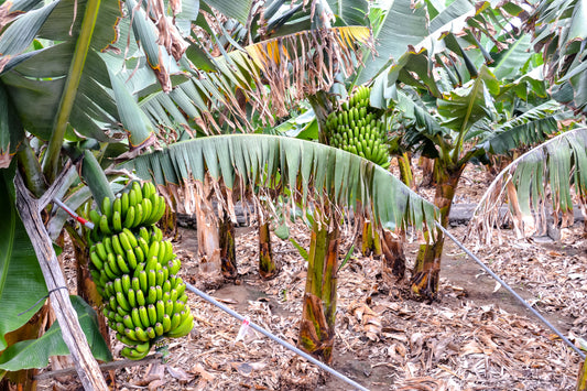Banana plantation field