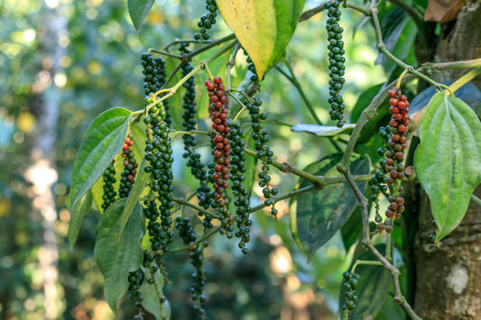 Black pepper (Piper nigrum) vine with peppercorns