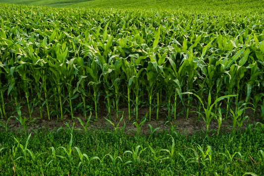 Young corn (Zea mays) plants in rows on farmland
