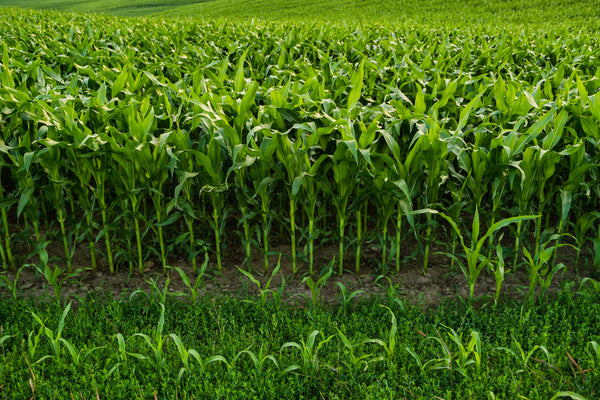 Young corn (Zea mays) plants in rows on farmland