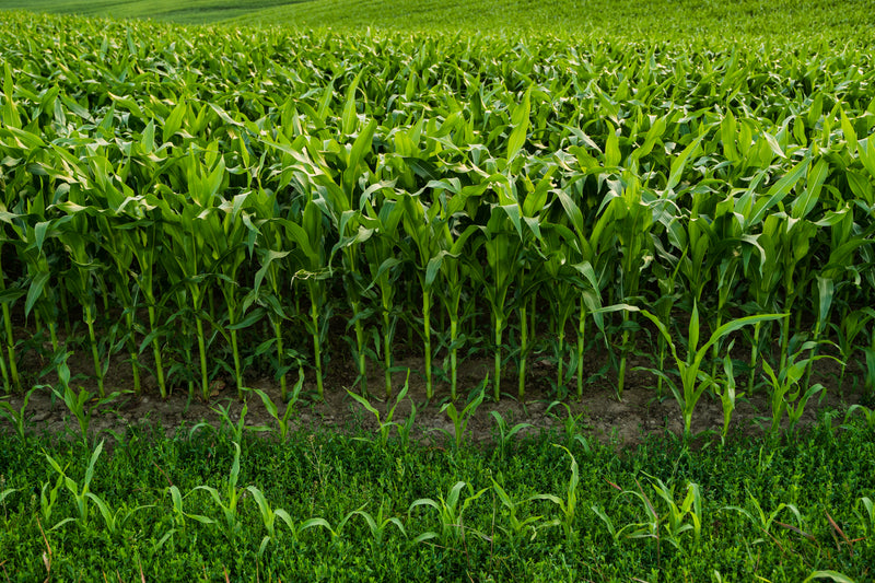Young corn (Zea mays) plants in rows on farmland