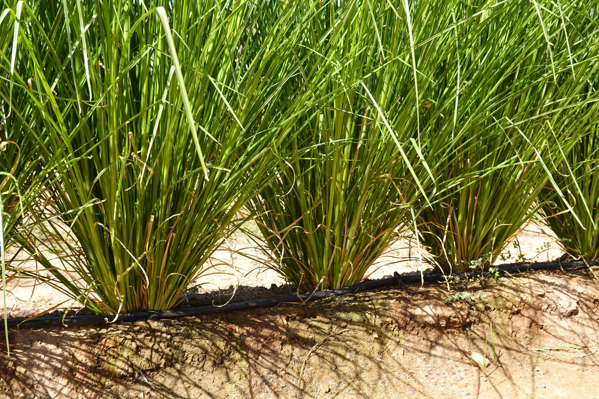 Vetiver grass (Chrysopogon zizanioides) planted in rows for erosion control