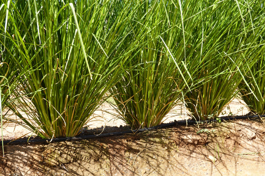 Vetiver grass (Chrysopogon zizanioides) planted in rows for erosion control