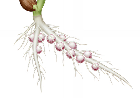Legume root system with nitrogen-fixing nodules formed by Rhizobium bacteria