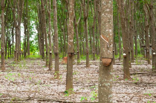 Para rubber (Hevea brasiliensis) trees in plantation rows