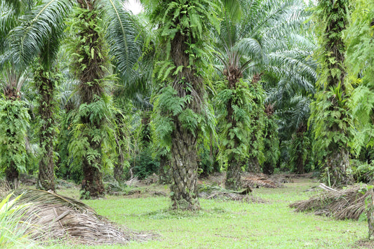 Aerial view of a tropical oil palm plantation with legume cover crop established between the rows