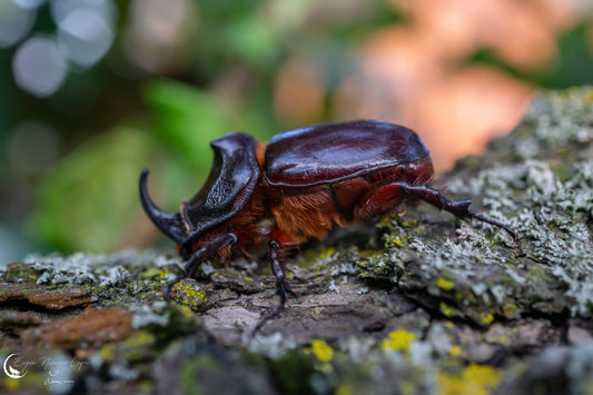 Rhinoceros beetle, representative of Oryctes palm pests targeted by pheromone lures