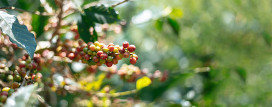 Arabica coffee (Coffea arabica) cherries ripening on the tree