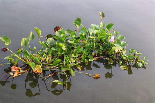 Water hyacinth (Eichhornia crassipes) growing on a lake, used as green manure