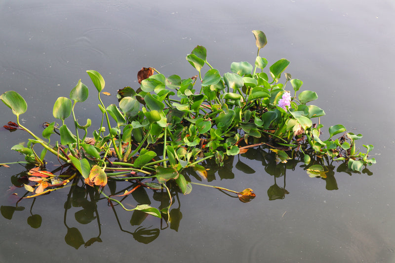 Water hyacinth (Eichhornia crassipes) growing on a lake, used as green manure