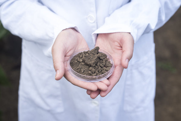 Agronomist holding soil in cupped hands to inspect fertility