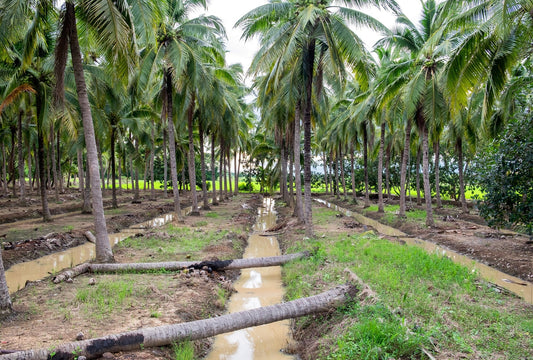 Coconut plantation estate with inter-row space suited to cover crop intercropping in young coconut