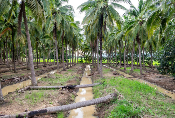 Coconut plantation estate with inter-row space suited to cover crop intercropping in young coconut