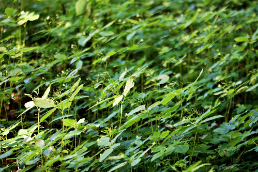 Dense green leguminous cover crop forming ground cover over tropical plantation soil, similar to Centrosema pubescens