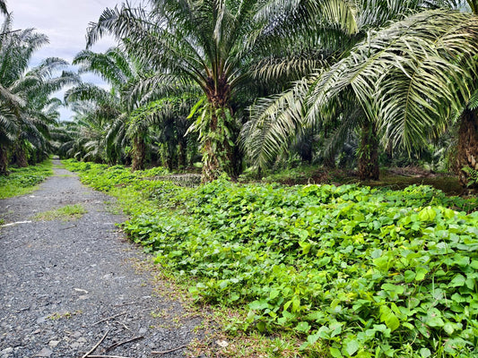 Legume cover crop along an oil palm inter-row path