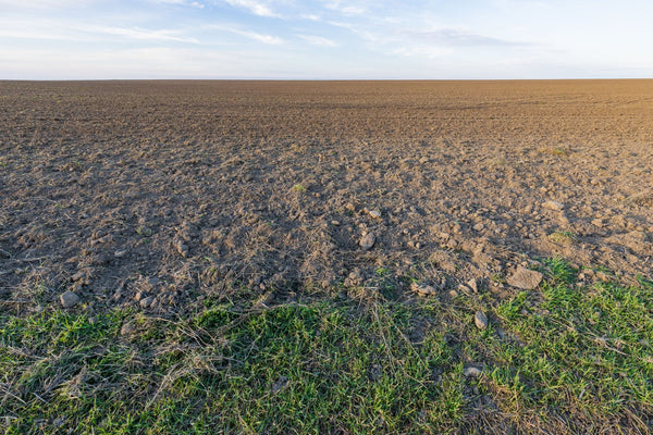 Dry degraded sandy soil with sparse green plants